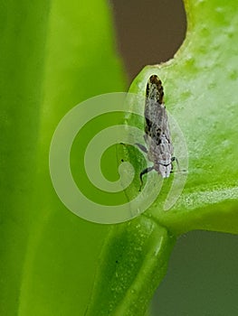 Diaphorina citri, theÂ Asian citrus psyllid, is a sap-s.Â bug in the familyÂ Liviidae